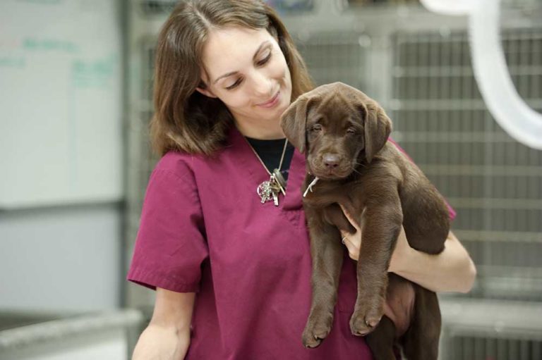 What Does A Veterinarian Assistant Do And How To Become One   Veterinarian Assistant 768x511 