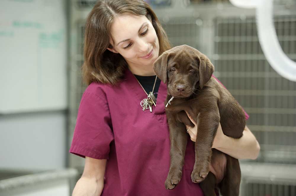 Veterinary Assistant Job Description What Does A Veterinary Assistant 