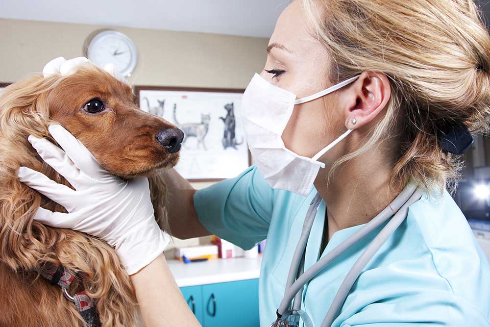 How To Become A Veterinarian In Singapore INFOLEARNERS