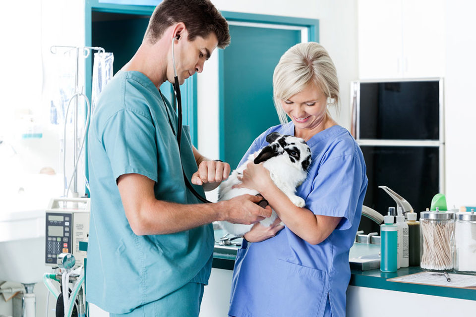 What does a Veterinary Technologist do How to Become a Vet Tech