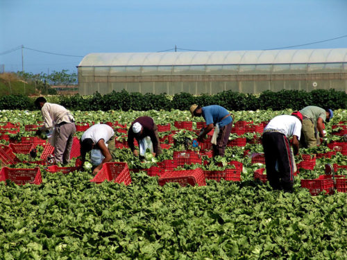 what-does-a-farm-labor-contractor-do-and-how-to-become-a-one