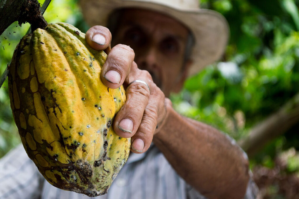 What does a Chocolate Maker do and How to One